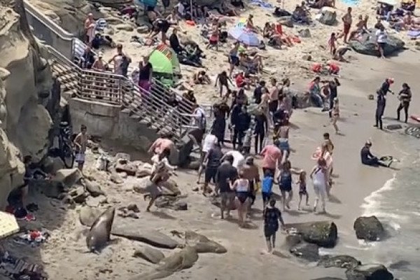 Des lions de mer font le ménage sur une plage (San Diego)