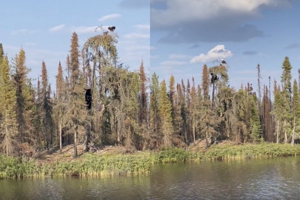 Un ours grimpe un arbre pour manger des bébés aigles (Canada)