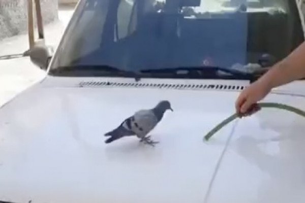 Un pigeon vient se rafraichir sur le capot d'une voiture