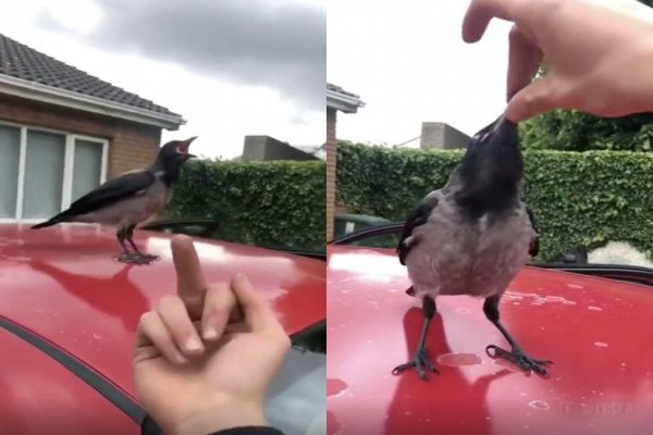 Il trouve un oiseau sur le toit de sa voiture, ça part en grosse embrouille