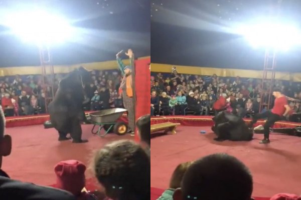 Un ours de cirque attaque son dresseur