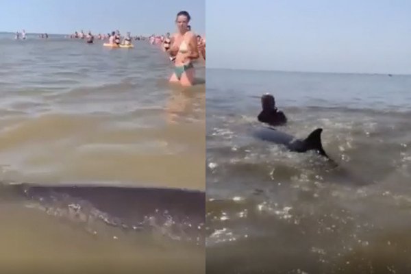 Une femme grimpe sur un dauphin échoué