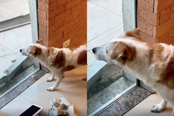 Un chien cache ses émotions lors d'une bataille de regards