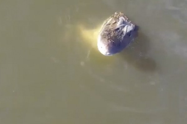Régis filme un alligator avec son drone
