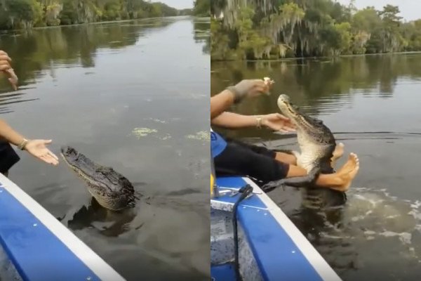 Un homme nourrit un alligator dans une rivière