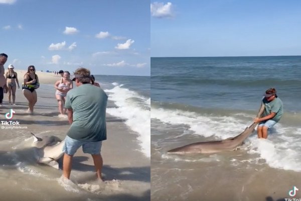 Un touriste remet un gros requin à la mer