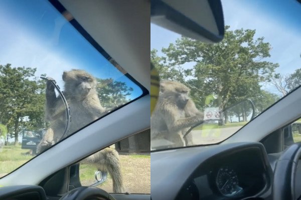 Un singe massacre la voiture d'un touriste