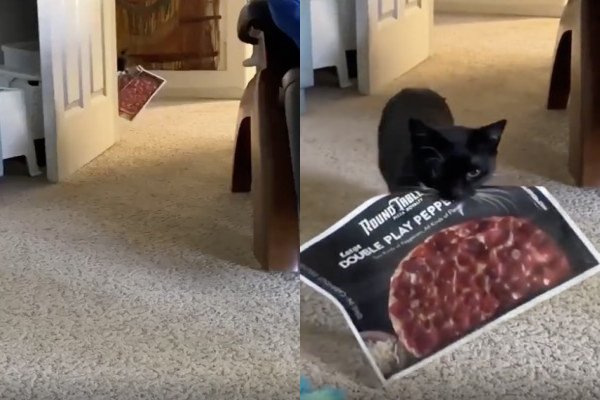 Ce chat a très envie d'une pizza