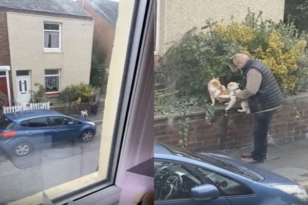 Un homme présente son chien au chat du voisin