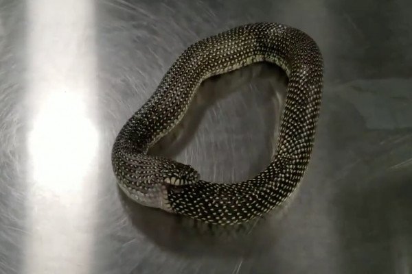 Il utilise du gel hydroalcoolique pour empĂŞcher un serpent de se bouffer