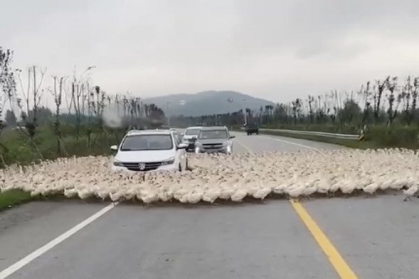 Des centaines de canards encerclent une voiture