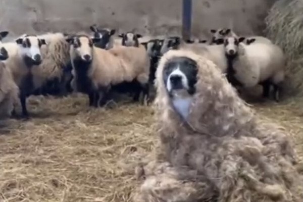 Visiblement ce chien de berger a pas trop réussi son camouflage