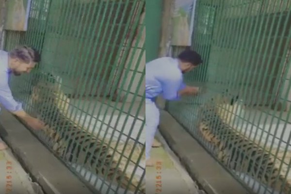 Régis met la main dans la cage d'un tigre