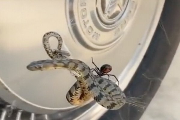 Une araignée se fait un petit festin sur la roue d'une voiture