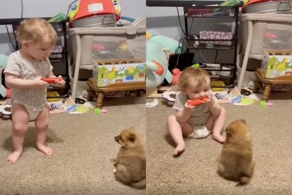 Un enfant joue de l'harmonica avec son chiot