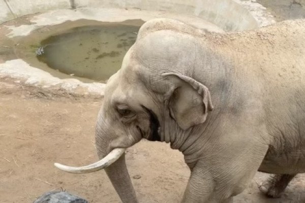 Un éléphant rend sa chaussure à un enfant (Chine)