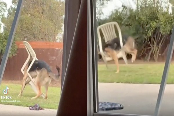 Un chien se coince dans une chaise, ça part en grosse embrouille