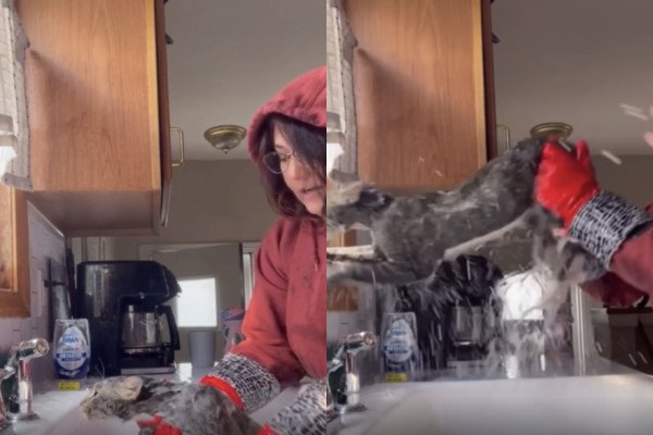Une femme tente de laver son chat