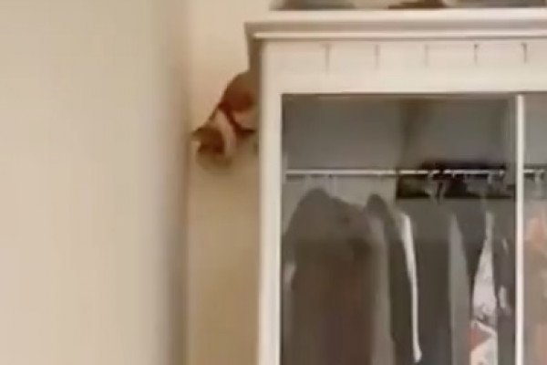 Un chaton a une technique originale pour descendre d'une armoire