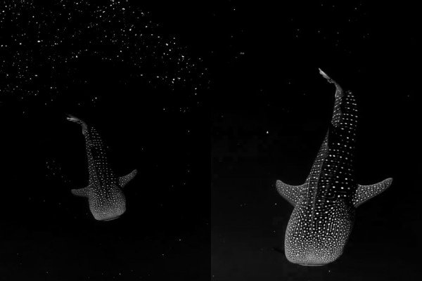 Un requin baleine se balade entre des algues bioluminescentes