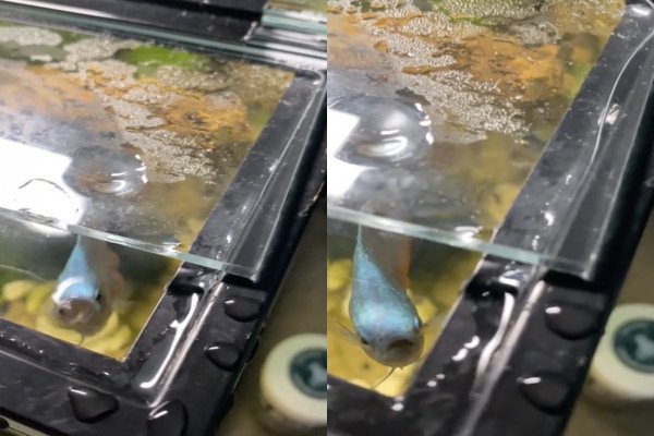 Un poisson d'aquarium fait passer un message à son propriétaire