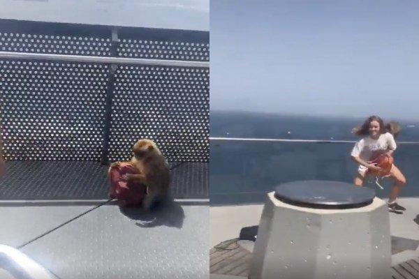 Des singes rappellent Ă des touristes les lois de la jungle (Gibraltar)
