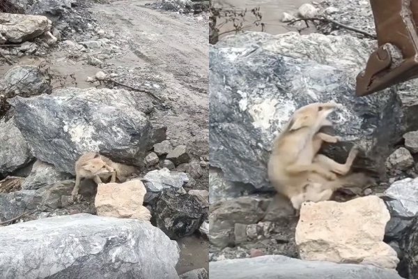 Un renard se coince la queue sous un rocher