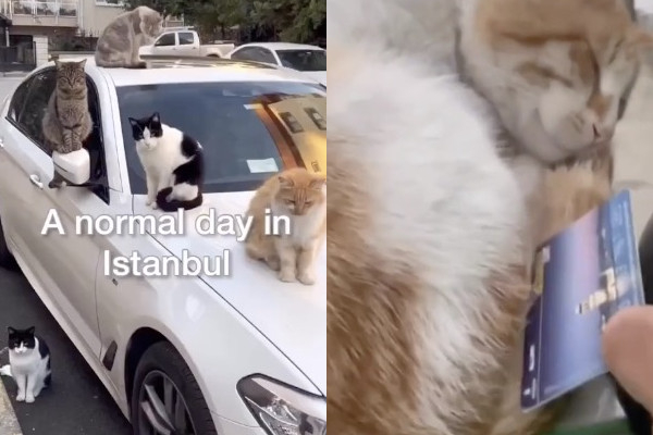 Un jour normal à Istanbul