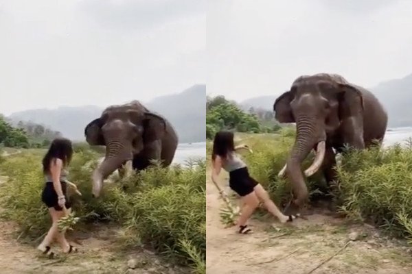 Une fille attire un éléphant avec des bananes, mauvaise idée