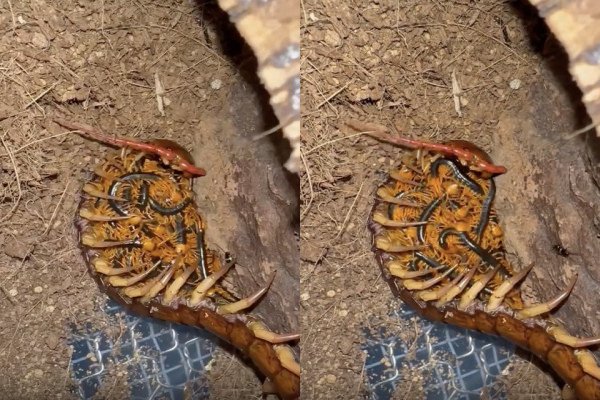 Une femelle centipède couve ses bébés
