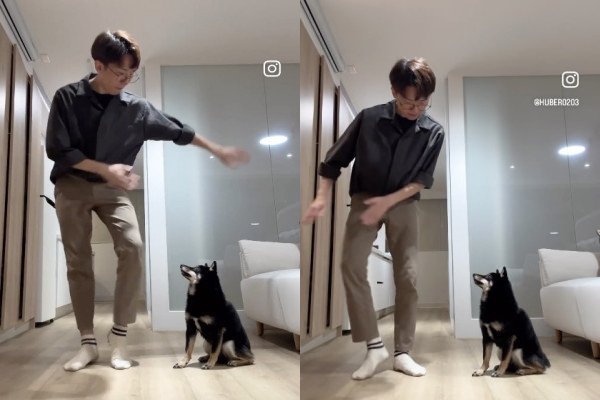 Un chien apprend une danse