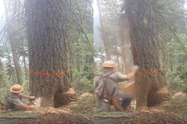 Régis bûcheron coupe un arbre