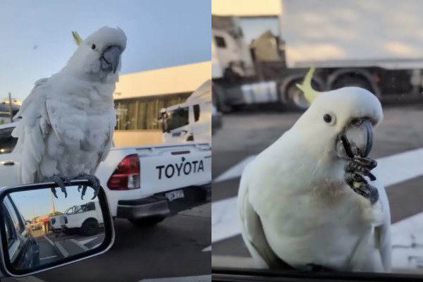 Un perroquet très insistant