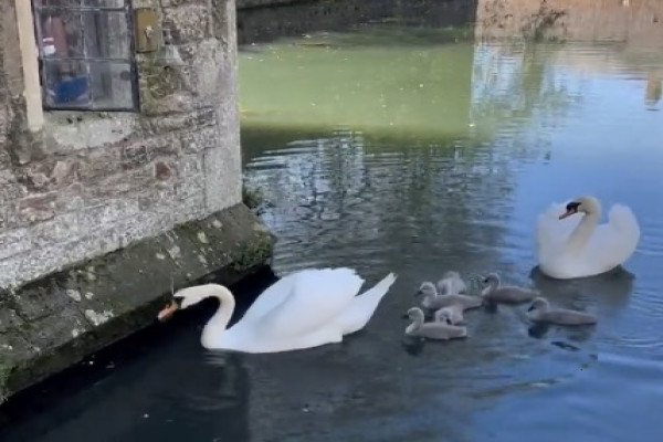 Un cygne sonne la cloche pour obtenir à manger