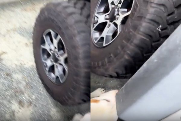 Un automobiliste trouve un drôle d'animal derrière sa roue