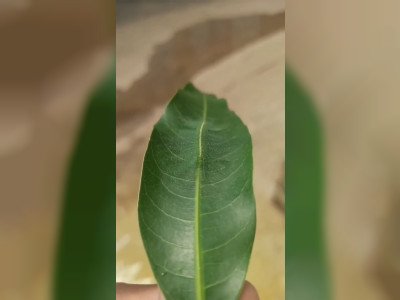 Le camouflage du baron commun