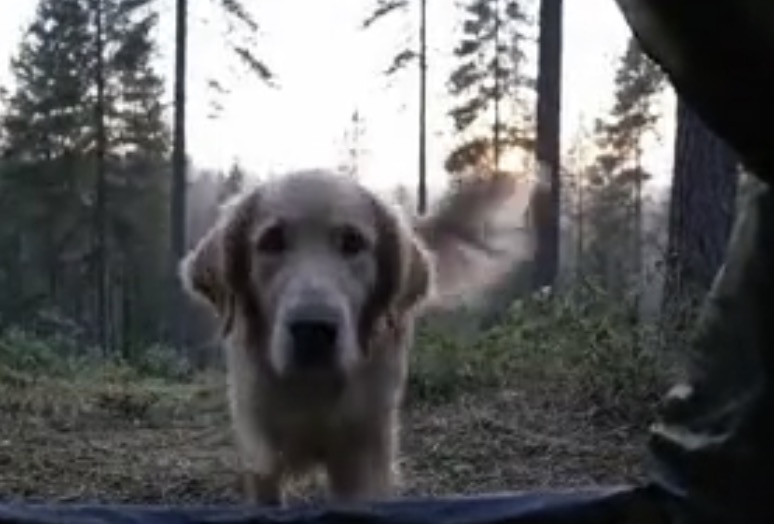 Même au camping ce chien n'est pas d'humeur instagrameuse