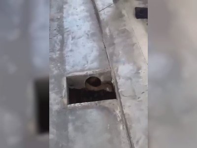 Ouvriers vs. Un très gros cobra