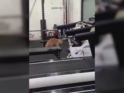 Un chat démarre un tapis de course
