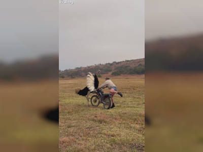 Un homme gifle une autruche