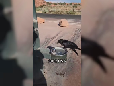Un oiseau assoiffé cherche de l'aide