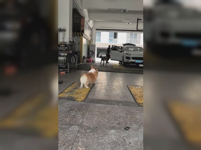 Deux chiens séparés par une vitre