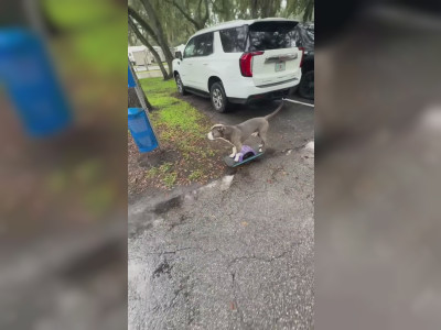 Ce chien roule en onewheel