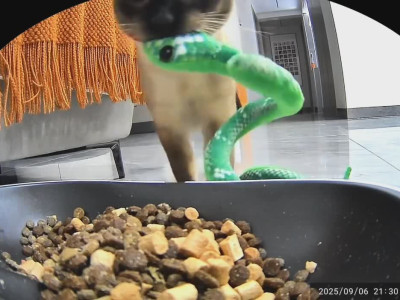 Un chat donne à manger à un serpent