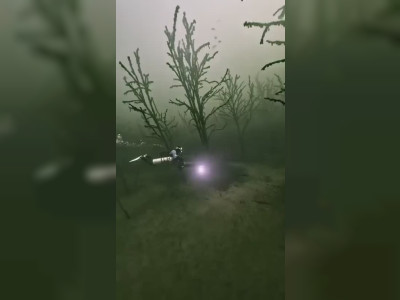 Forêt inondée à Geiseltalsee, en Allemagne