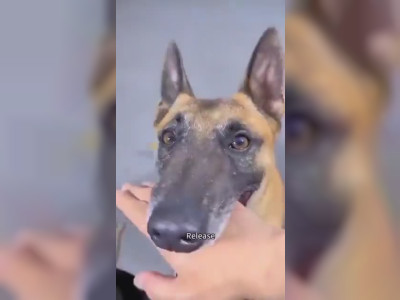 Ce chien est aussi malin que rapide
