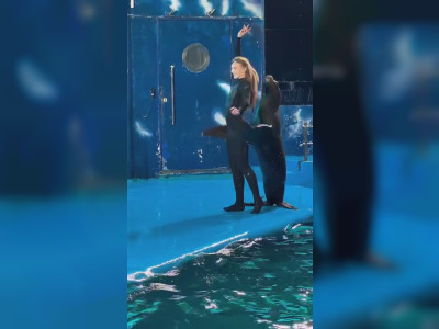 Une otarie danse avec sa dresseuse