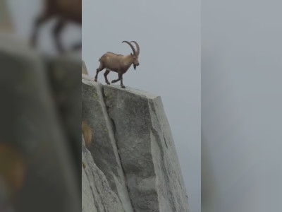 Un bouquetin en équilibre sur un rocher