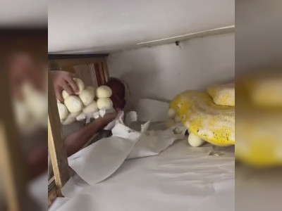 Ce serpent protège farouchement ses œufs