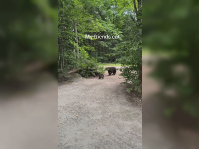 Un chat tient tête à un ours